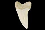 Mako Shark Tooth Fossil - Sharktooth Hill, CA #94719-1